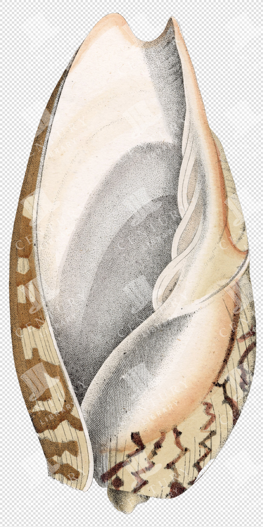 Antique Seashell Illustration with Speckled Inner Surface and Cracked Outer Pattern – Transparent PNG