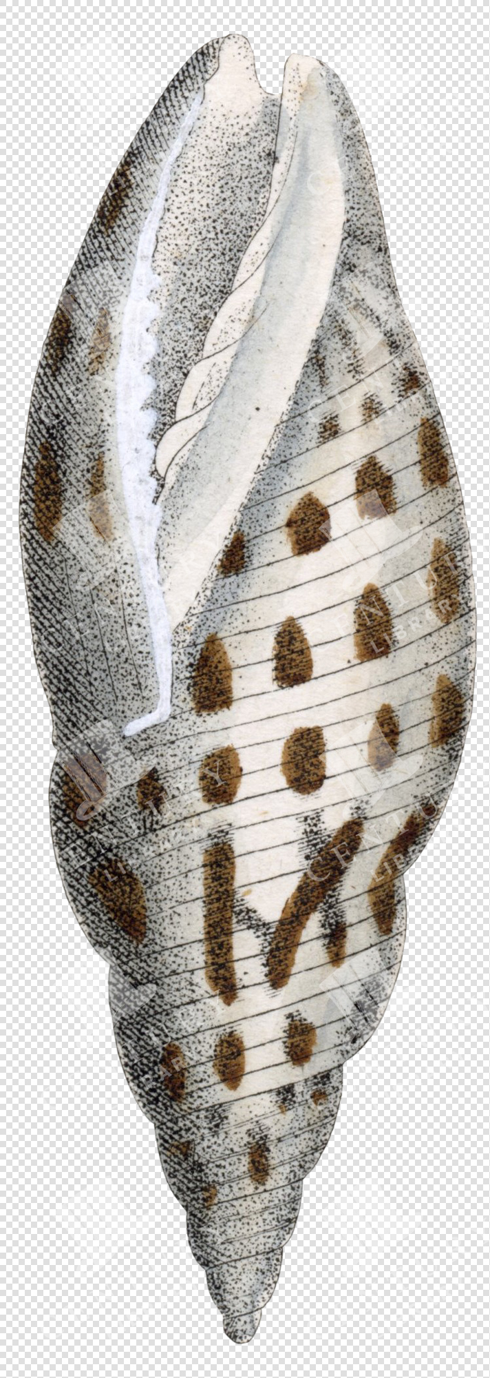Antique Spiral Seashell Illustration with Brown Spots and Fine Lined Texture – Transparent PNG