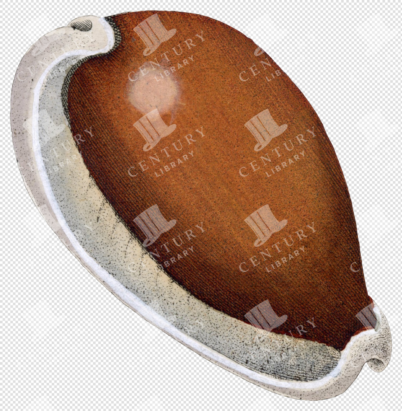 Antique Brown Cowrie Shell Illustration with Smooth Surface – Transparent Background PNG