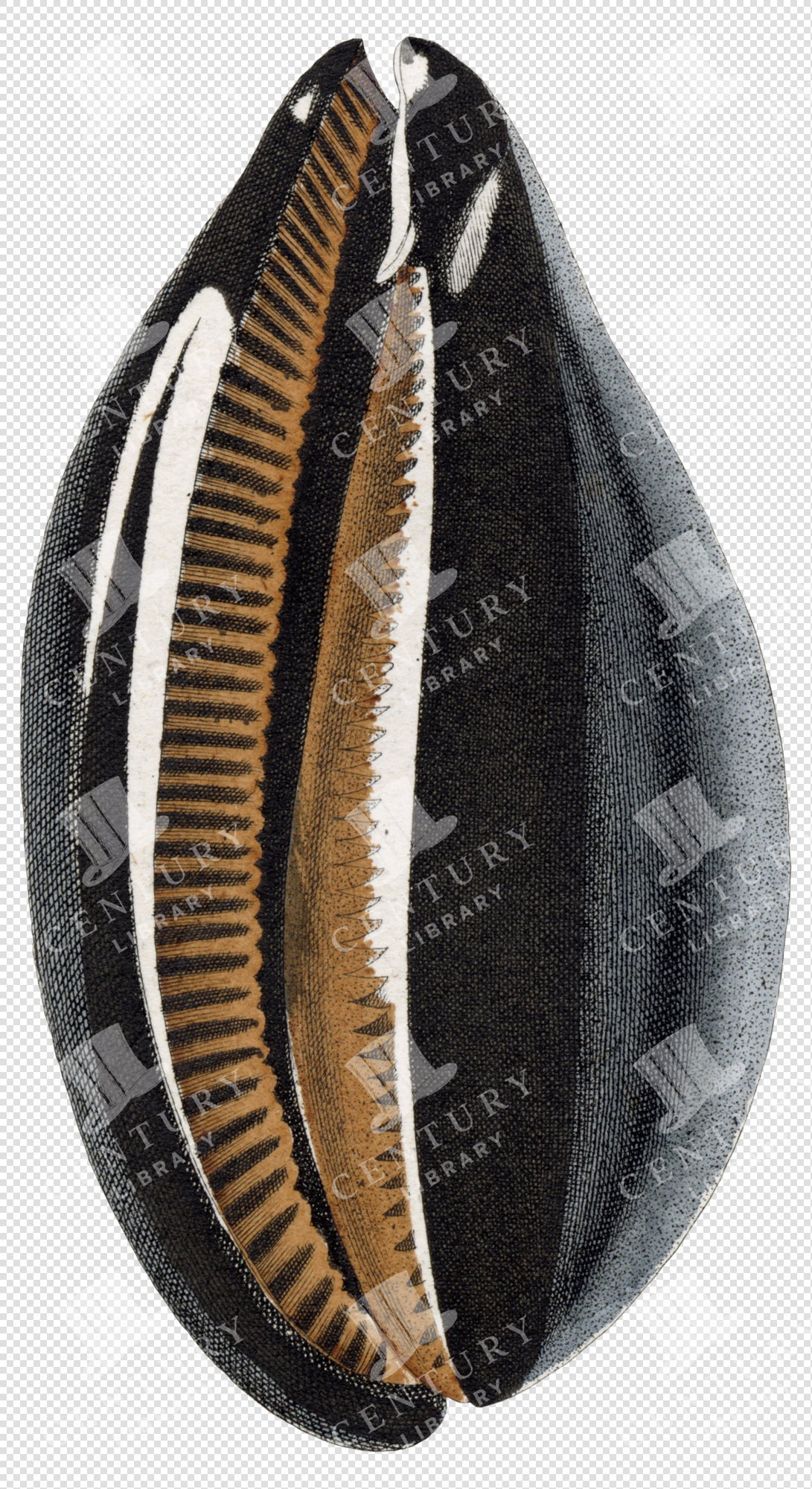 Antique Black Cowrie Shell Illustration with Ribbed Opening – Transparent Background PNG