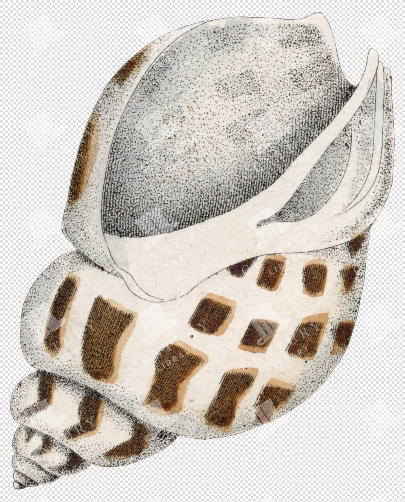 Antique Spotted Marine Shell Illustration – Transparent Background PNG