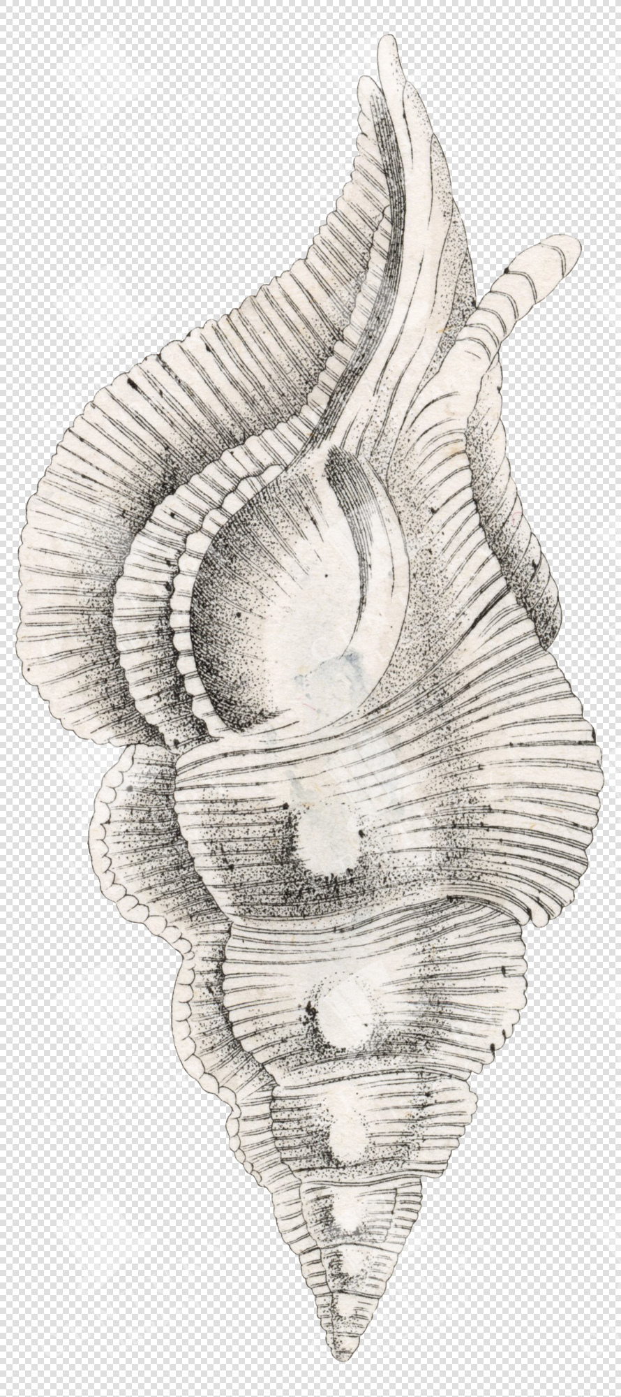 Vintage Engraved Spiny Shell Illustration – Transparent Background PNG