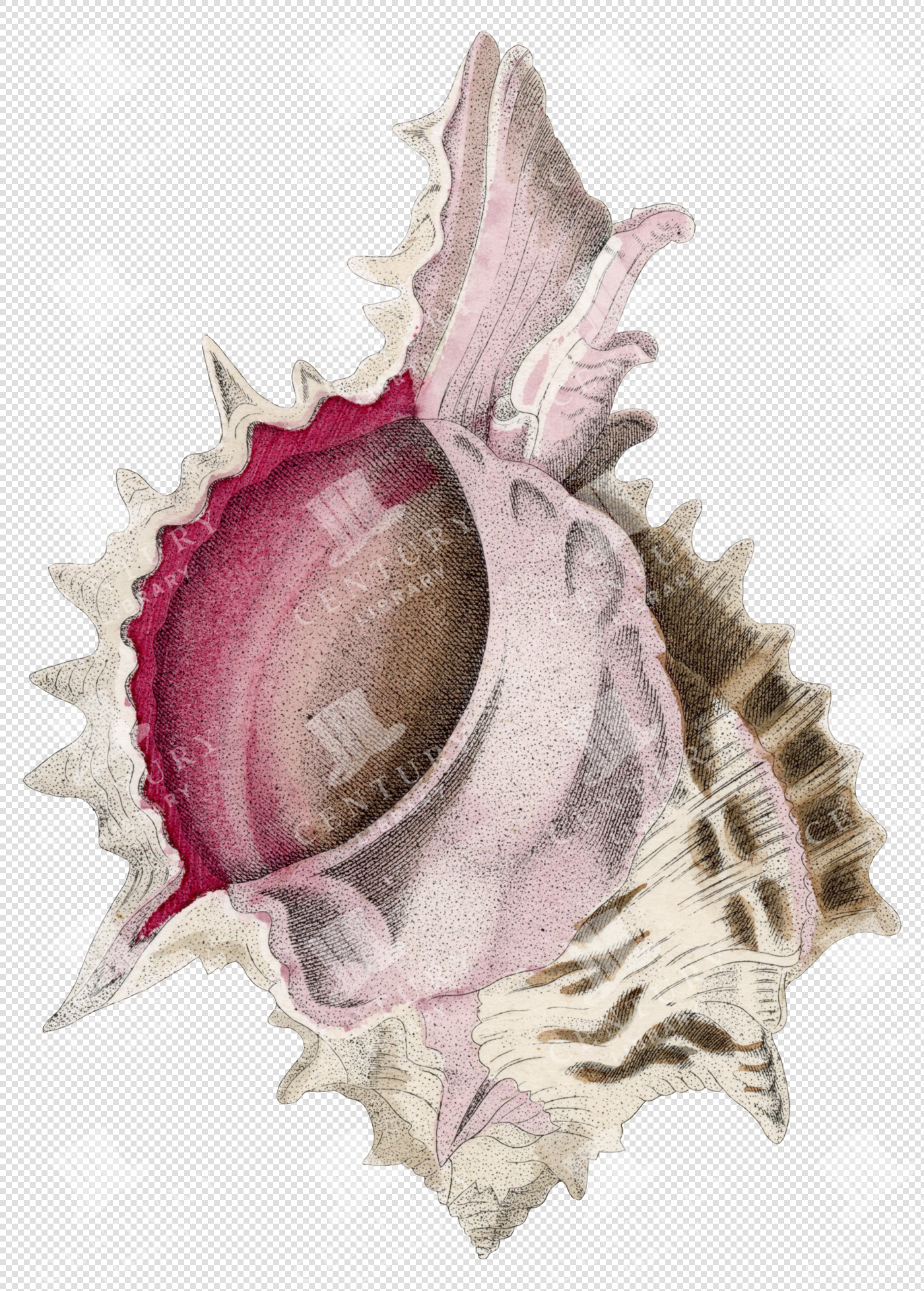 Vintage Pink and Cream Spiny Conch Shell Illustration – Transparent Background PNG