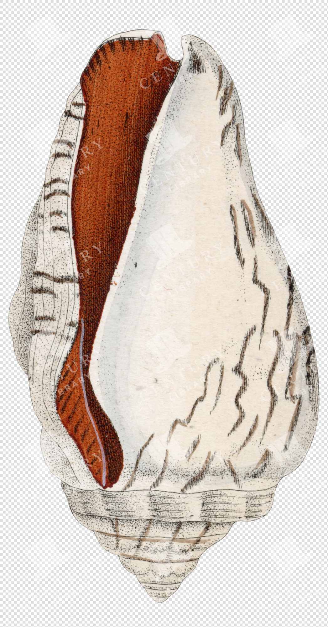 Antique White And Red Marine Shell Illustration With Textured Surface – Transparent Png