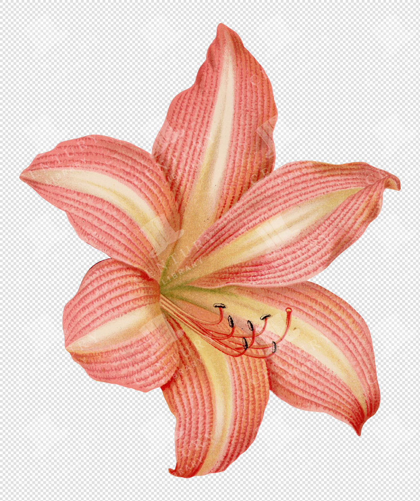Pink Amaryllis Flower Illustration with Textured Petals – Transparent Botanical PNG