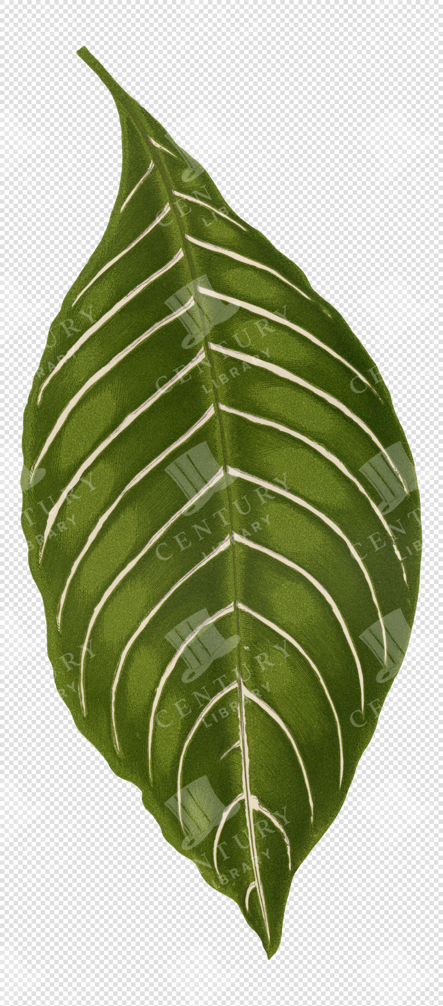Tropical Leaf Illustration with White Veins – Transparent Botanical PNG Clipart