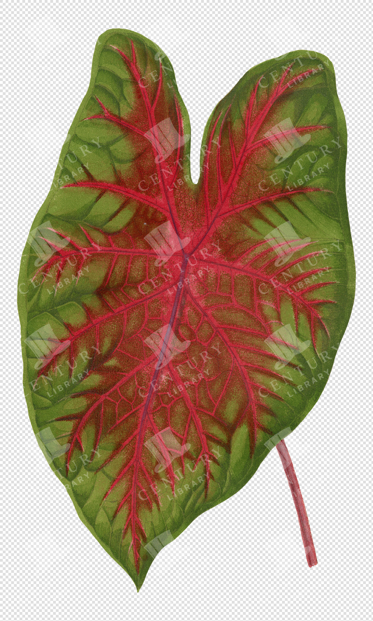 Caladium Leaf Illustration with Red Veins – Transparent Botanical PNG Clipart
