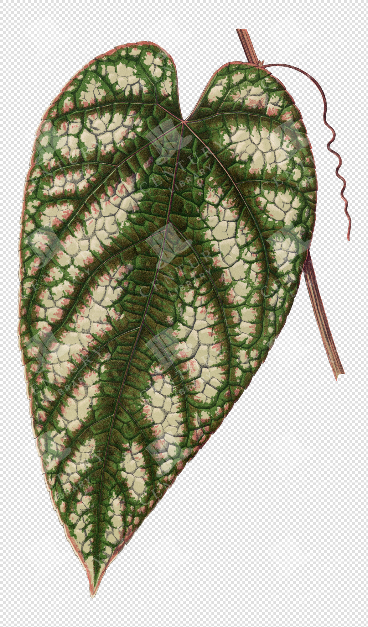 Heart-Shaped Vine Leaf Illustration with Mottled Green and White Pattern – Transparent PNG