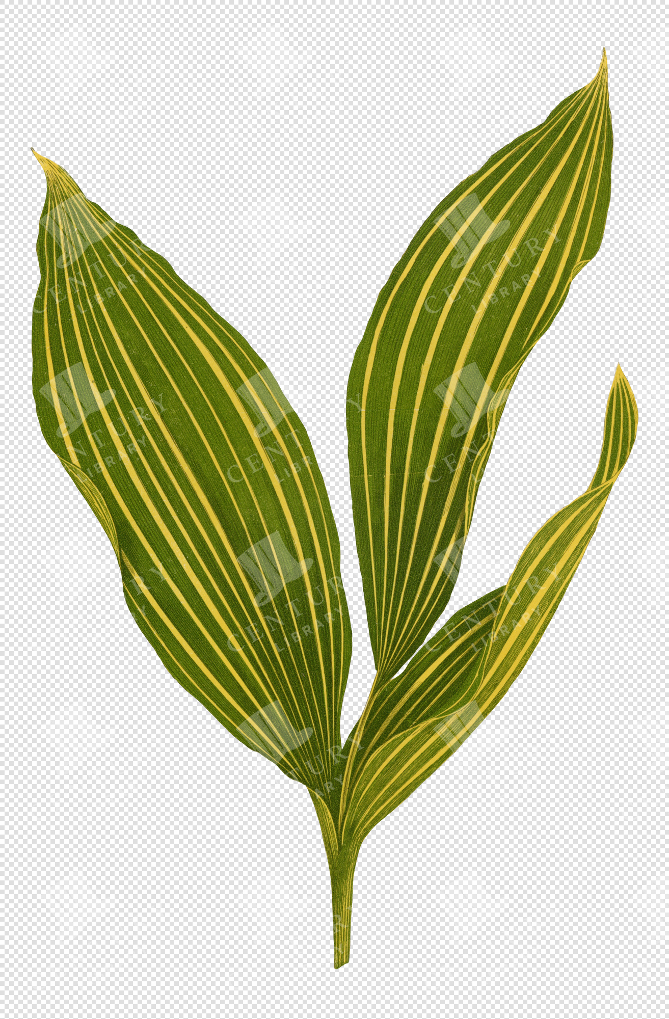 Striped Tropical Palm Leaves Illustration – Transparent Botanical PNG Clipart