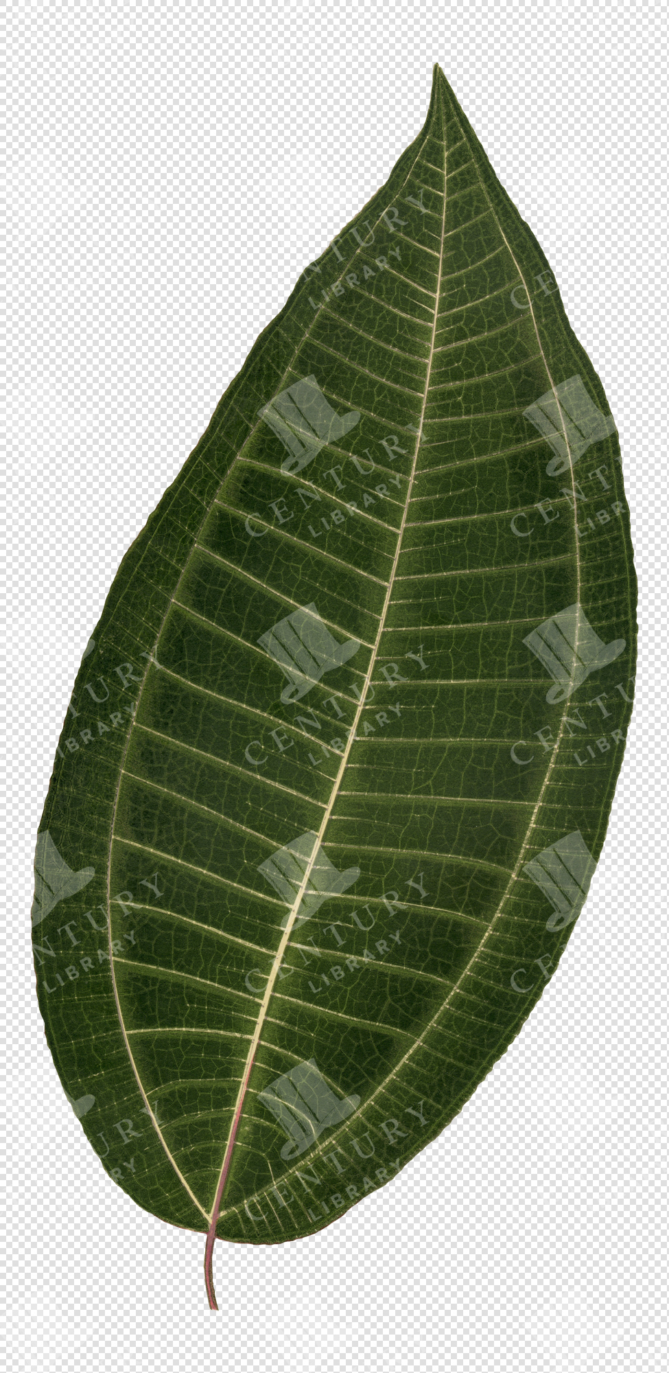 Tropical Green Leaf Illustration with Prominent Veins – Transparent Botanical PNG Clipart