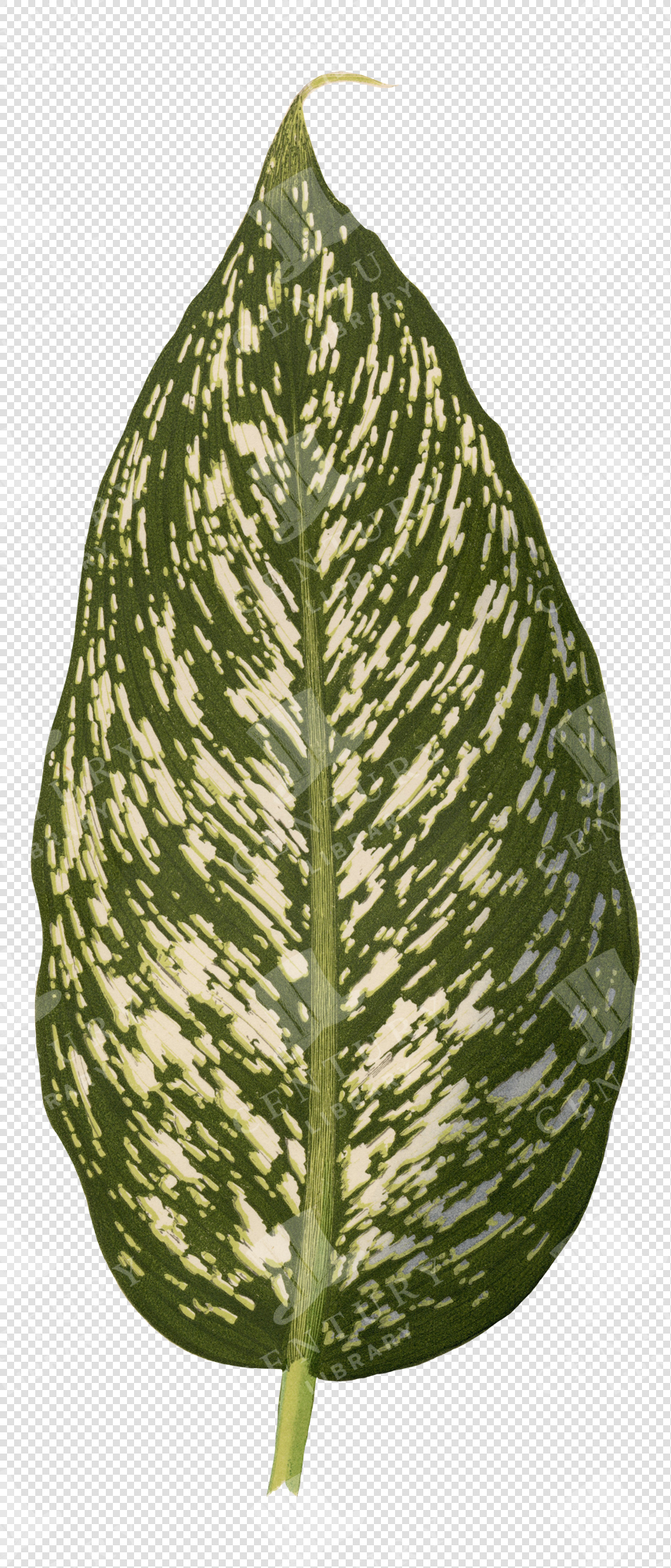 Spotted Tropical Leaf Illustration with Green and White Pattern – Transparent Botanical PNG