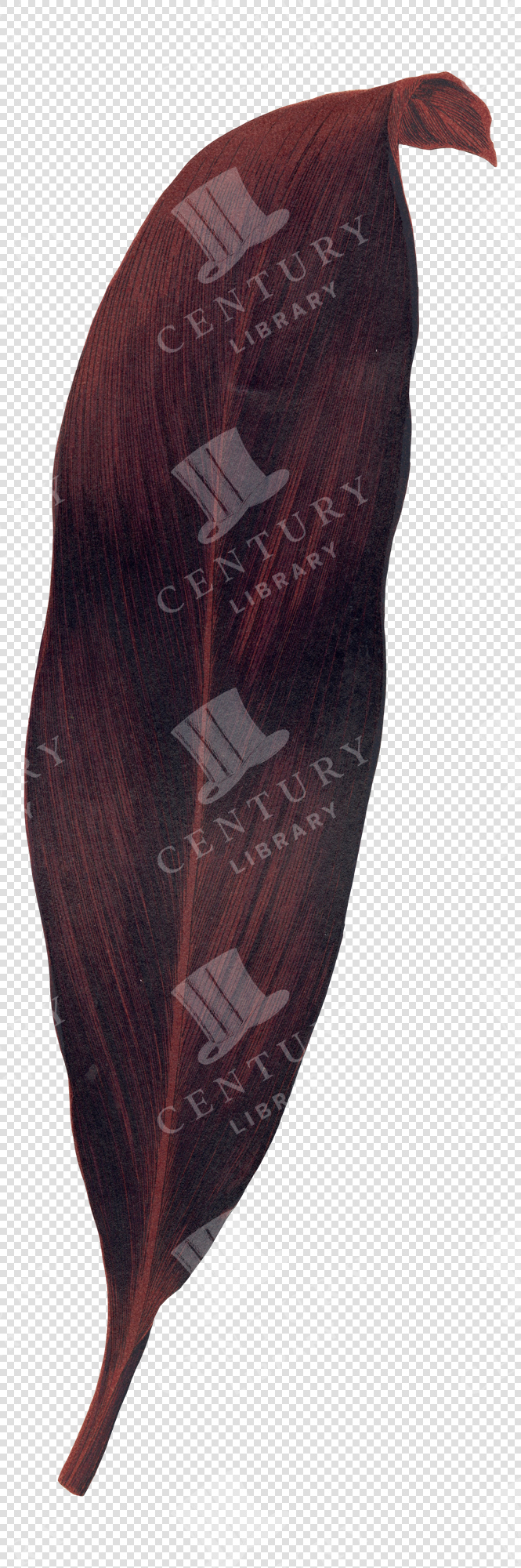 Dark Red Tropical Leaf Illustration with Fine Veins – Transparent Botanical PNG Clipart