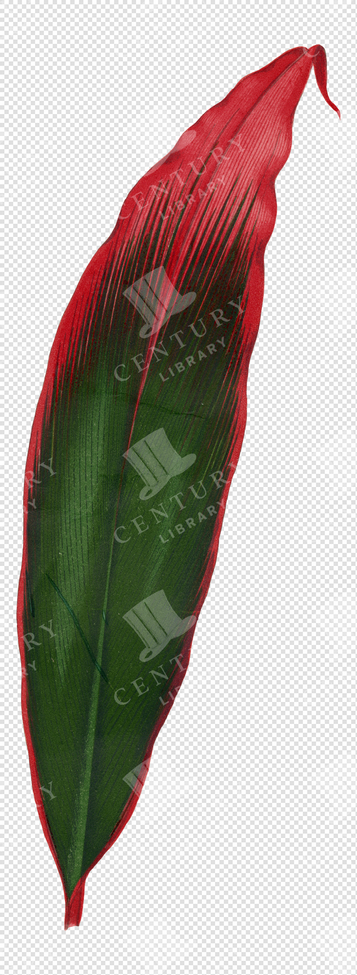 Green and Red Tropical Leaf Illustration with Curved Tip – Transparent Botanical PNG Clipart
