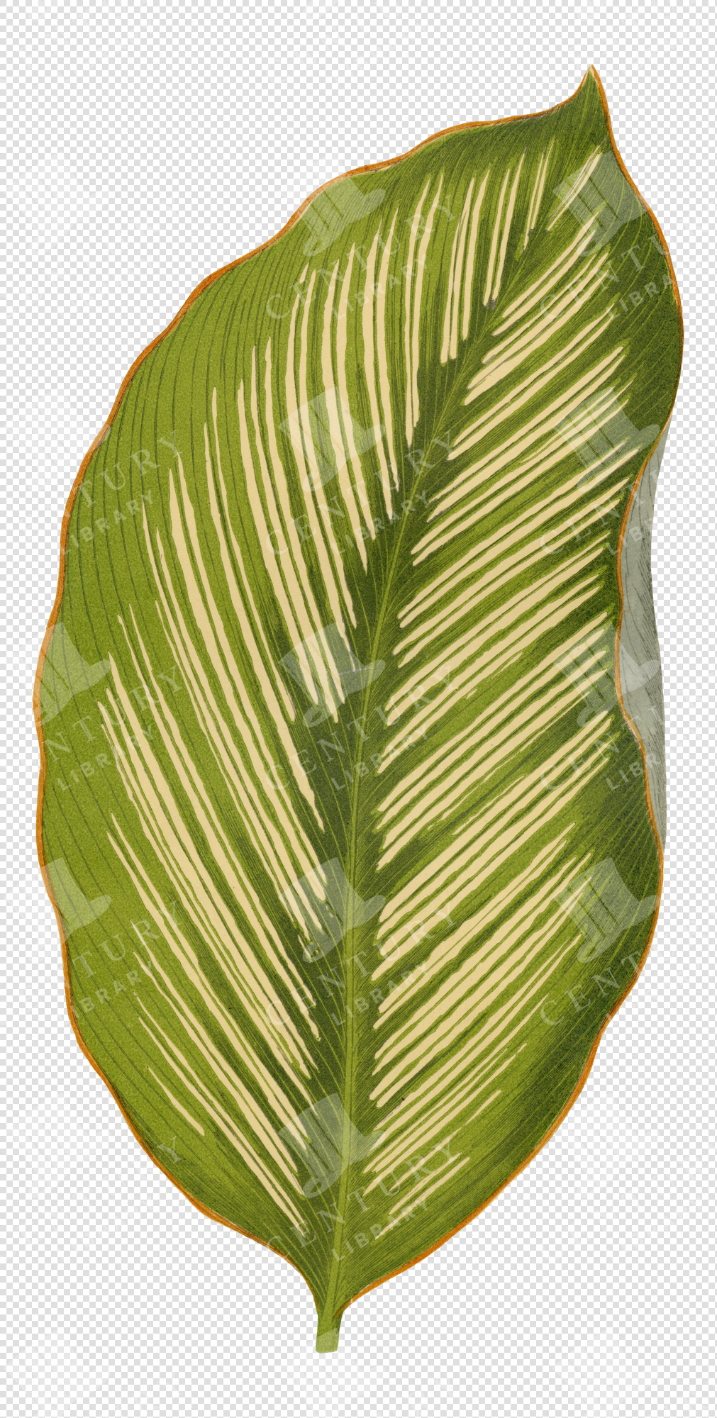 Striped Green Tropical Leaf Illustration with Orange Edge – Transparent Botanical PNG Clipart