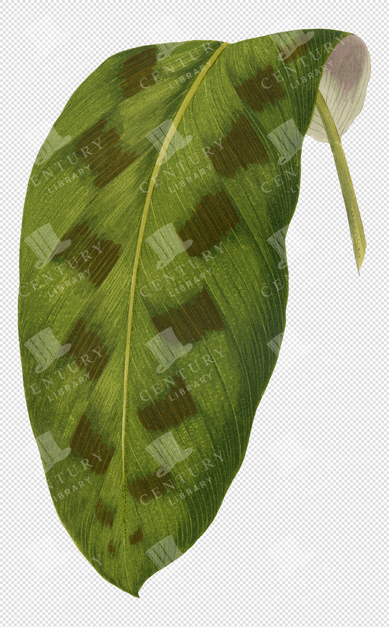 Green Tropical Leaf Illustration with Brown Spot Patterns – Transparent Botanical PNG Clipart