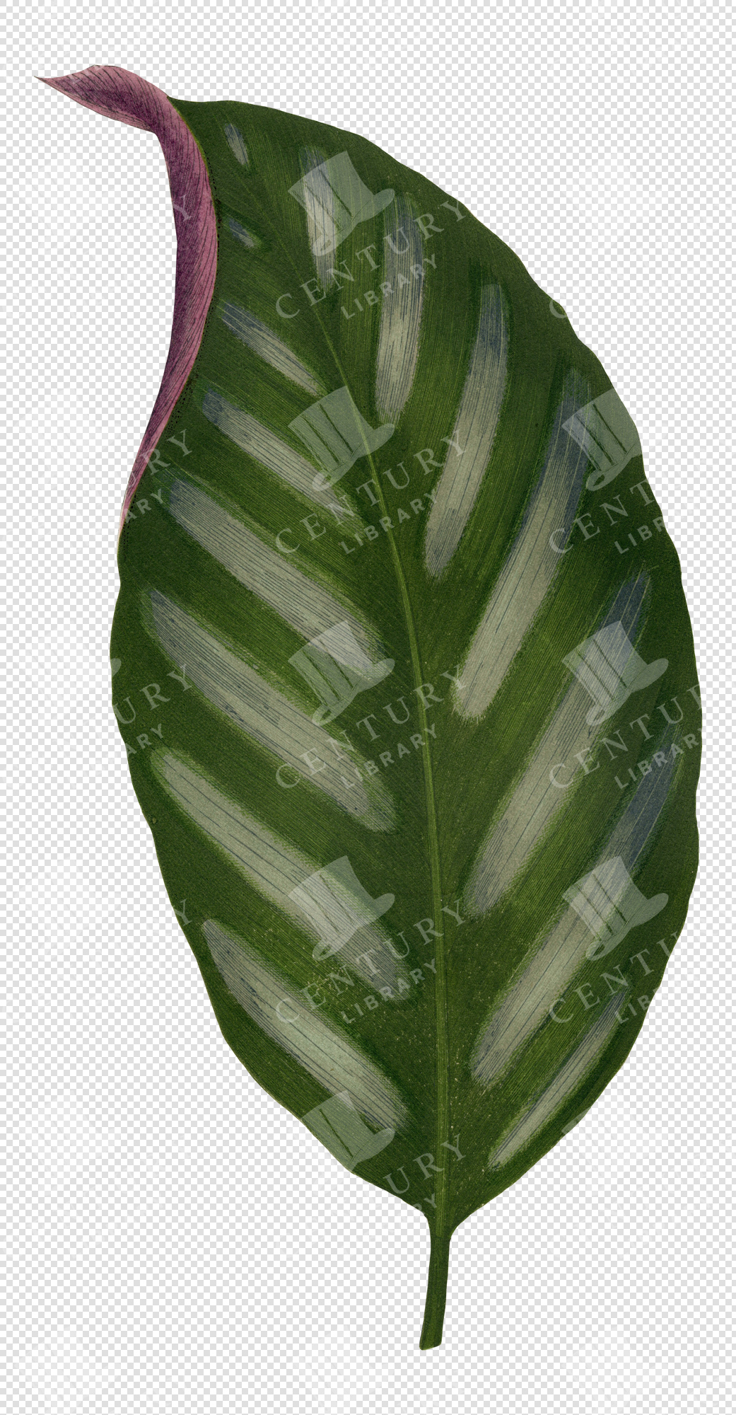 Green Tropical Leaf Illustration with Light Striped Markings – Transparent Botanical PNG Clipart