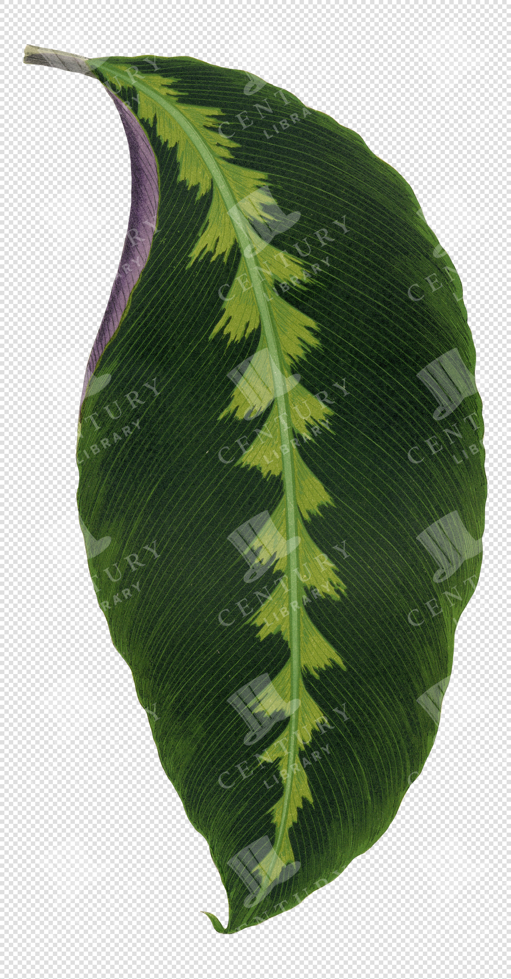 Green Tropical Leaf Illustration with Yellow Central Pattern – Transparent Botanical PNG Clipart