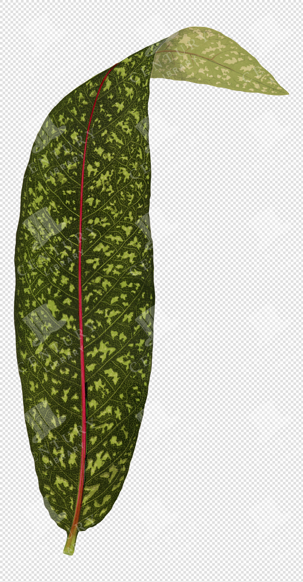 Speckled Green Tropical Leaf Illustration with Red Central Vein – Transparent Botanical PNG Clipart