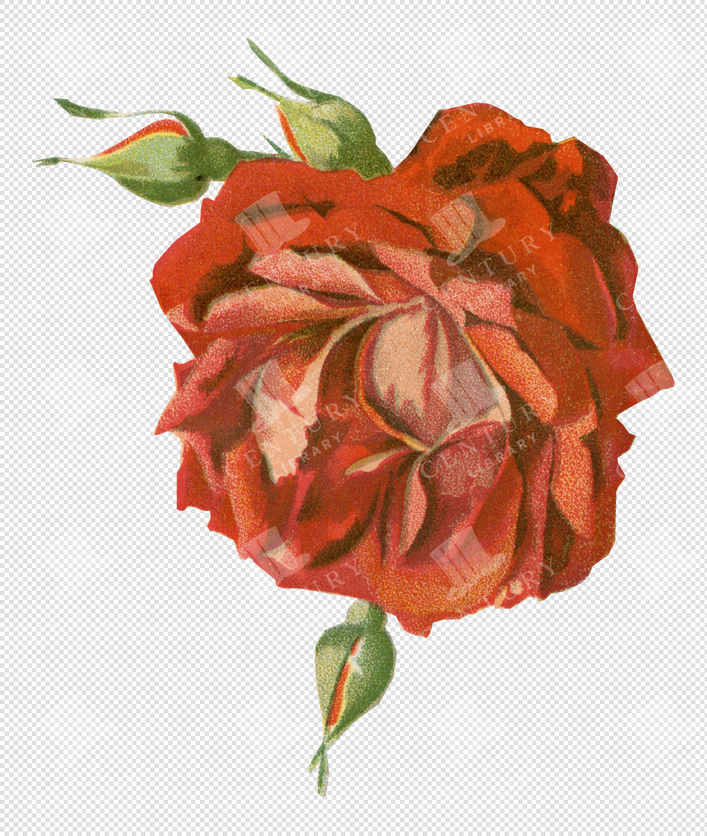 Vintage Red Rose Illustration with Rosebuds – Transparent Botanical PNG Clipart