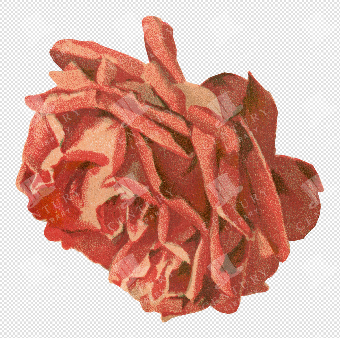 Vintage Deep Red Rose Bloom Illustration – High-Resolution Botanical PNG Clipart