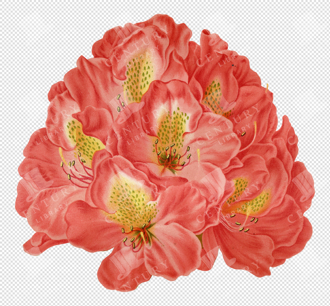 Vintage Coral Rhododendron Illustration – Botanical Flower Clipart PNG