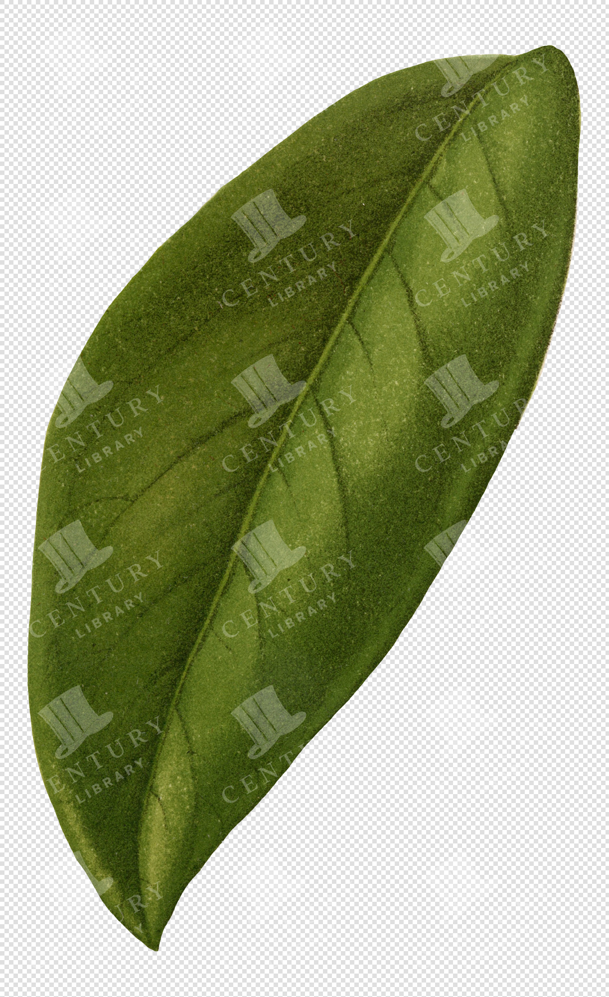 Single Green Leaf Illustration with Transparent Background for Botanical Overlays