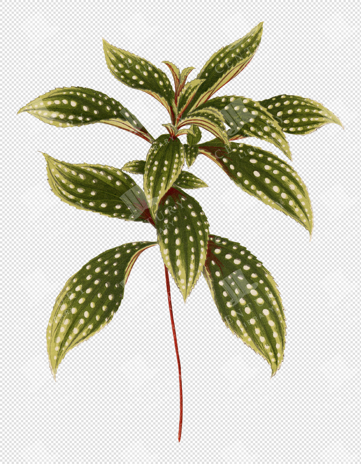 Spotted Green Botanical Leaf Cluster Illustration with Transparent Background for Overlays