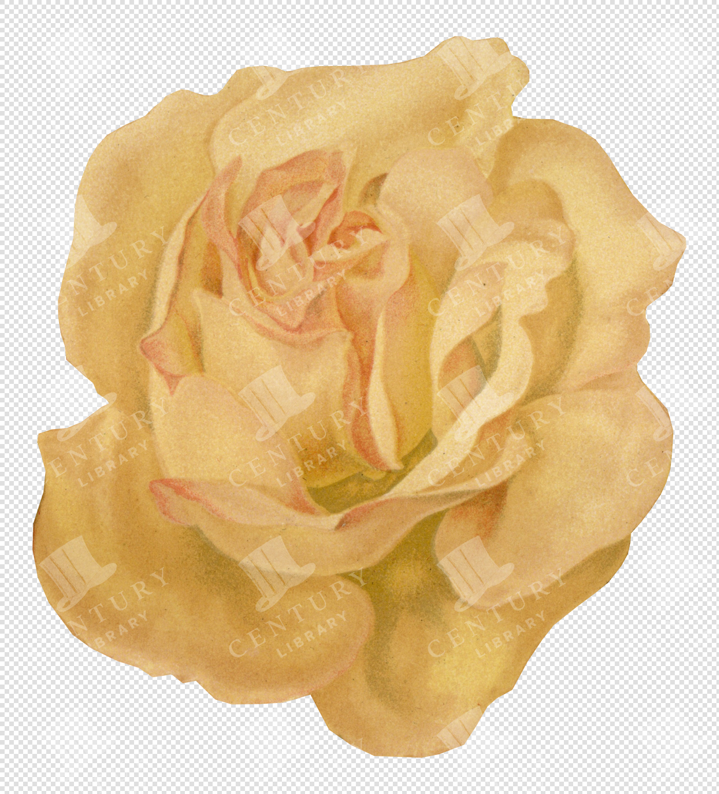 Antique Yellow Rose Illustration with Soft Petals and Transparent Background for Overlays