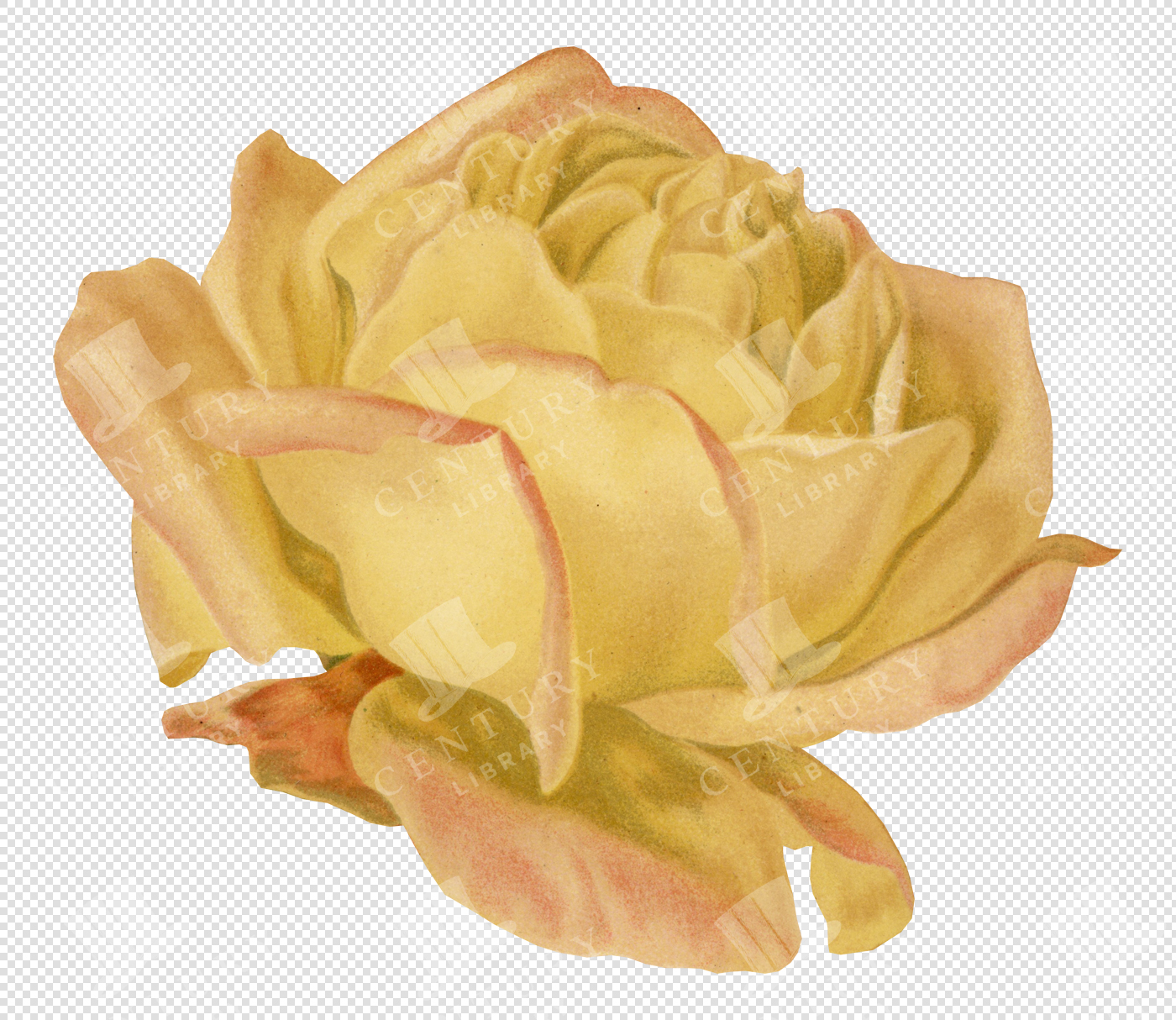 Antique Yellow Rose Illustration with Curled Petals and Transparent Background for Overlays