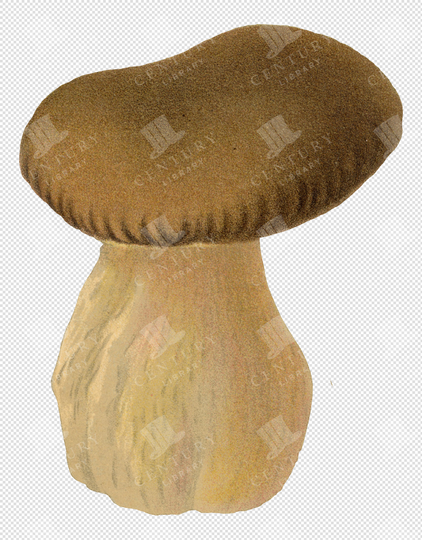 Brown-Capped Wild Mushroom Colored PNG Illustration with Textured Stem and Transparent Background