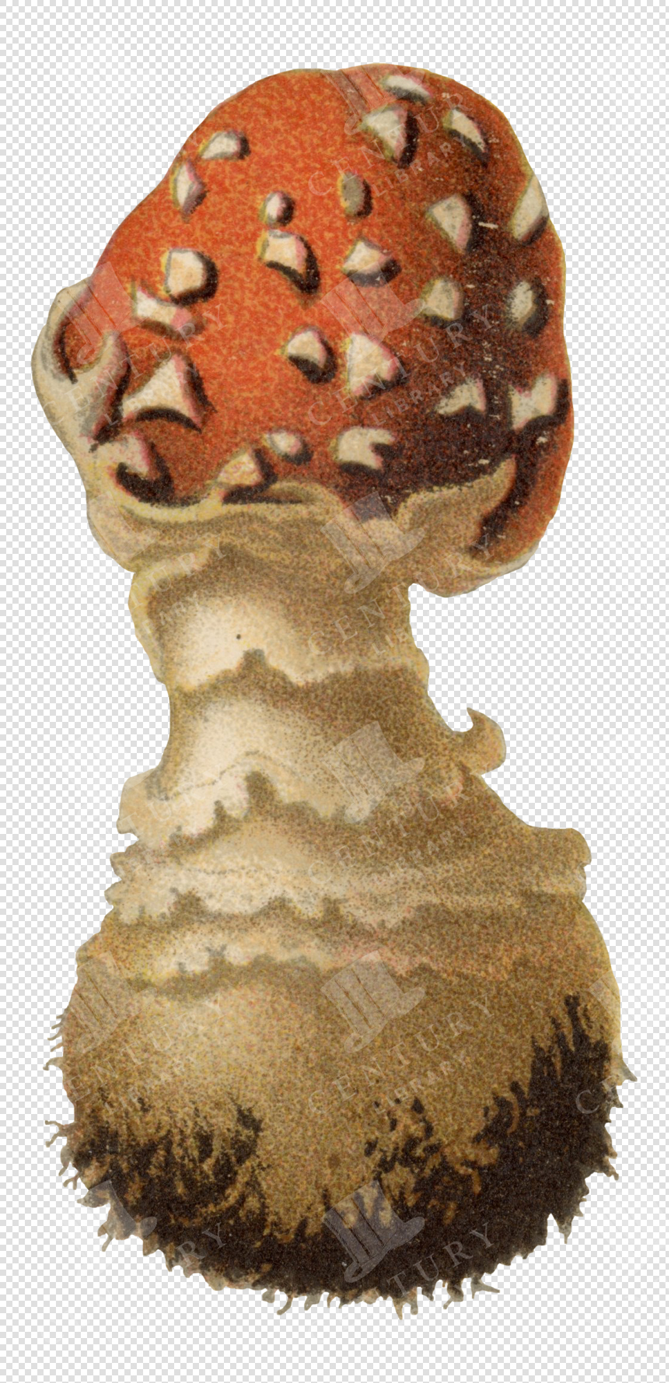 Spotted Red-Cap Wild Mushroom Colored PNG Illustration with Textured Stalk and Transparent Background