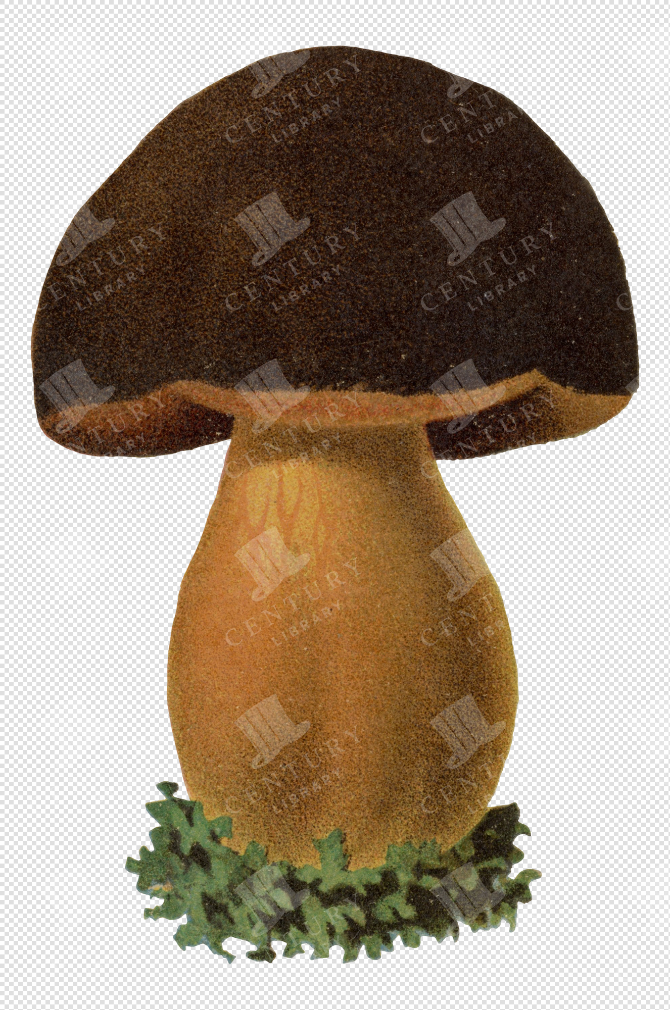 Mushroom Illustration with Dark Cap and Transparent Background for Collage or Overlays