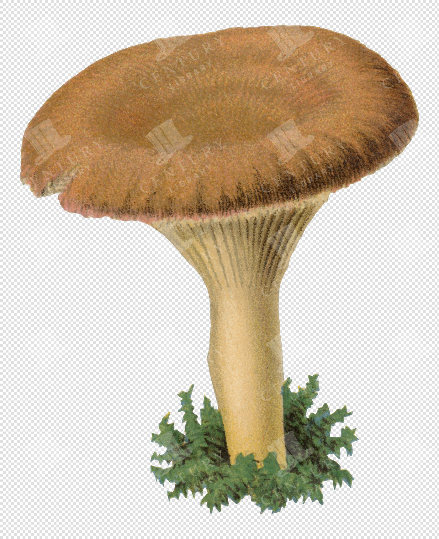 Vintage Mushroom Illustration with Wide Textured Cap and Transparent Background for Overlays