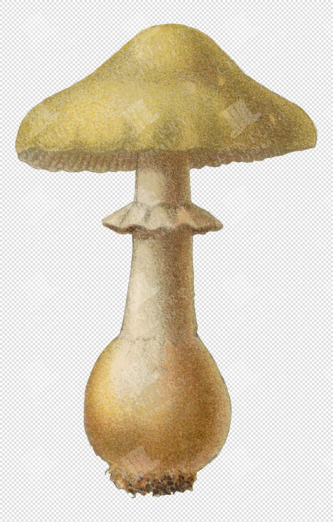 Botanical Mushroom Illustration with Bulbous Stem and Transparent Background for Digital Collage