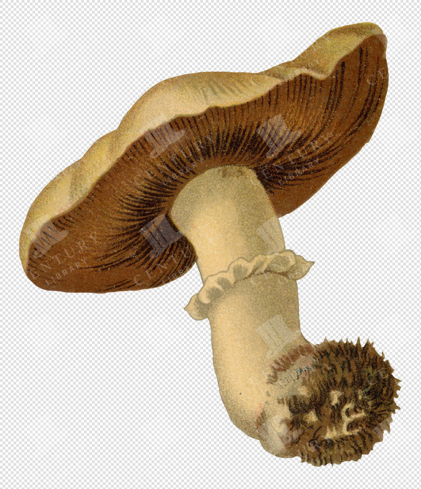 Vintage Mushroom Illustration with Curved Stem and Detailed Gills – Transparent Botanical Clipart
