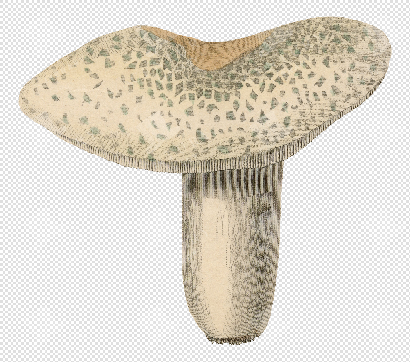 Wild Mushroom Illustration with Speckled Cap – Transparent Colored PNG for Collage and Overlays