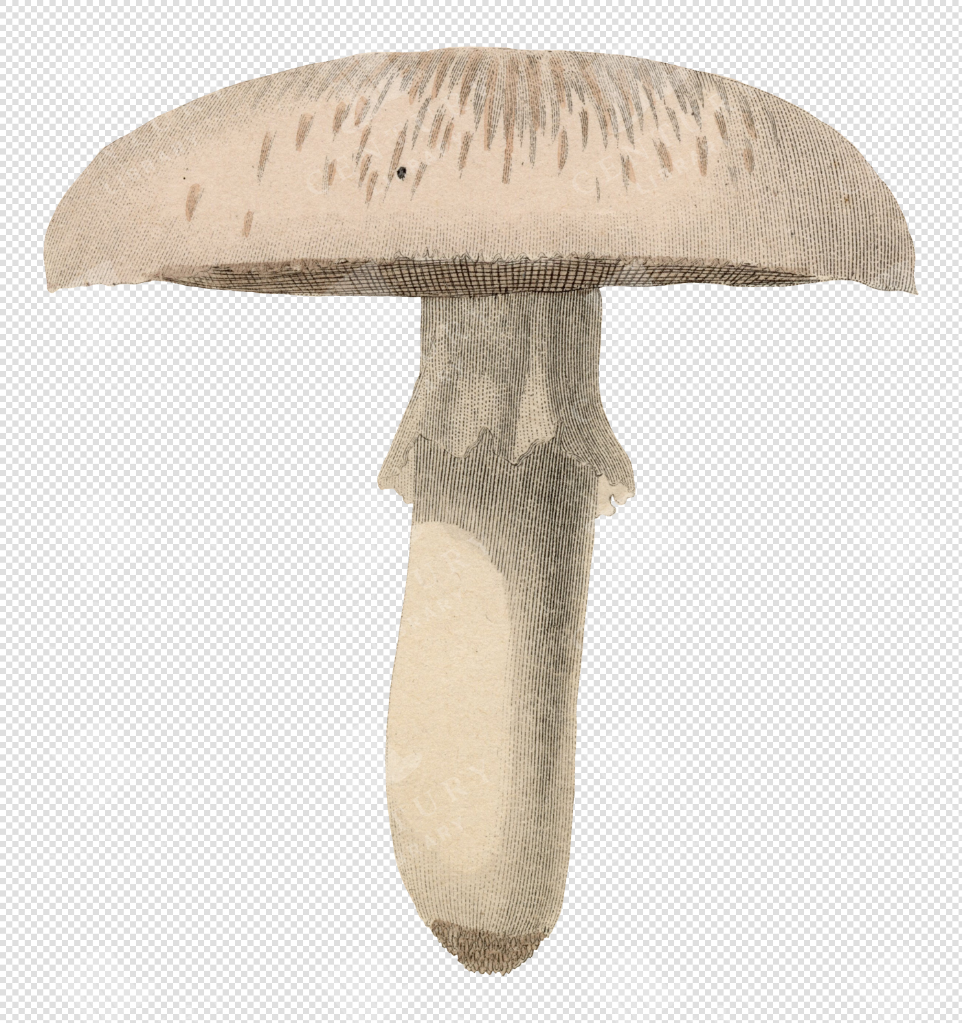 Wild Mushroom Illustration with Textured Cap and Narrow Stem – Transparent Colored PNG for Overlays