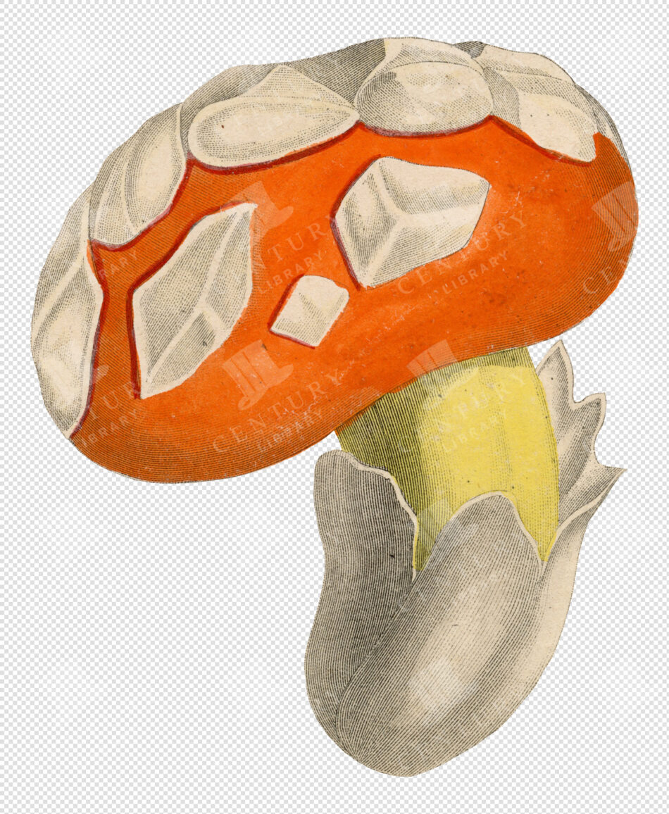 Orange-capped Mushroom With Chunky White Patches And A Yellow Stem In Gray Volva - Botanical Study Style