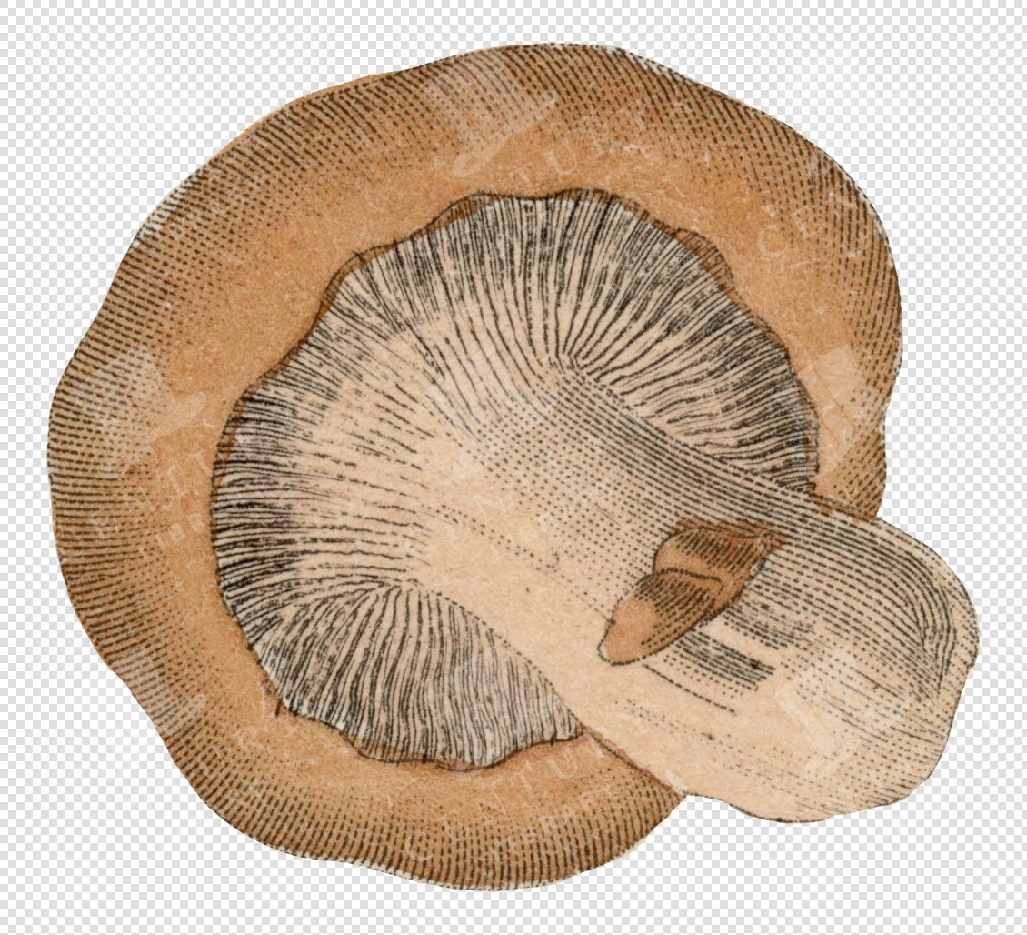 Wild Mushroom Illustration Showing Underside Gills – Transparent Colored PNG for Digital Collage