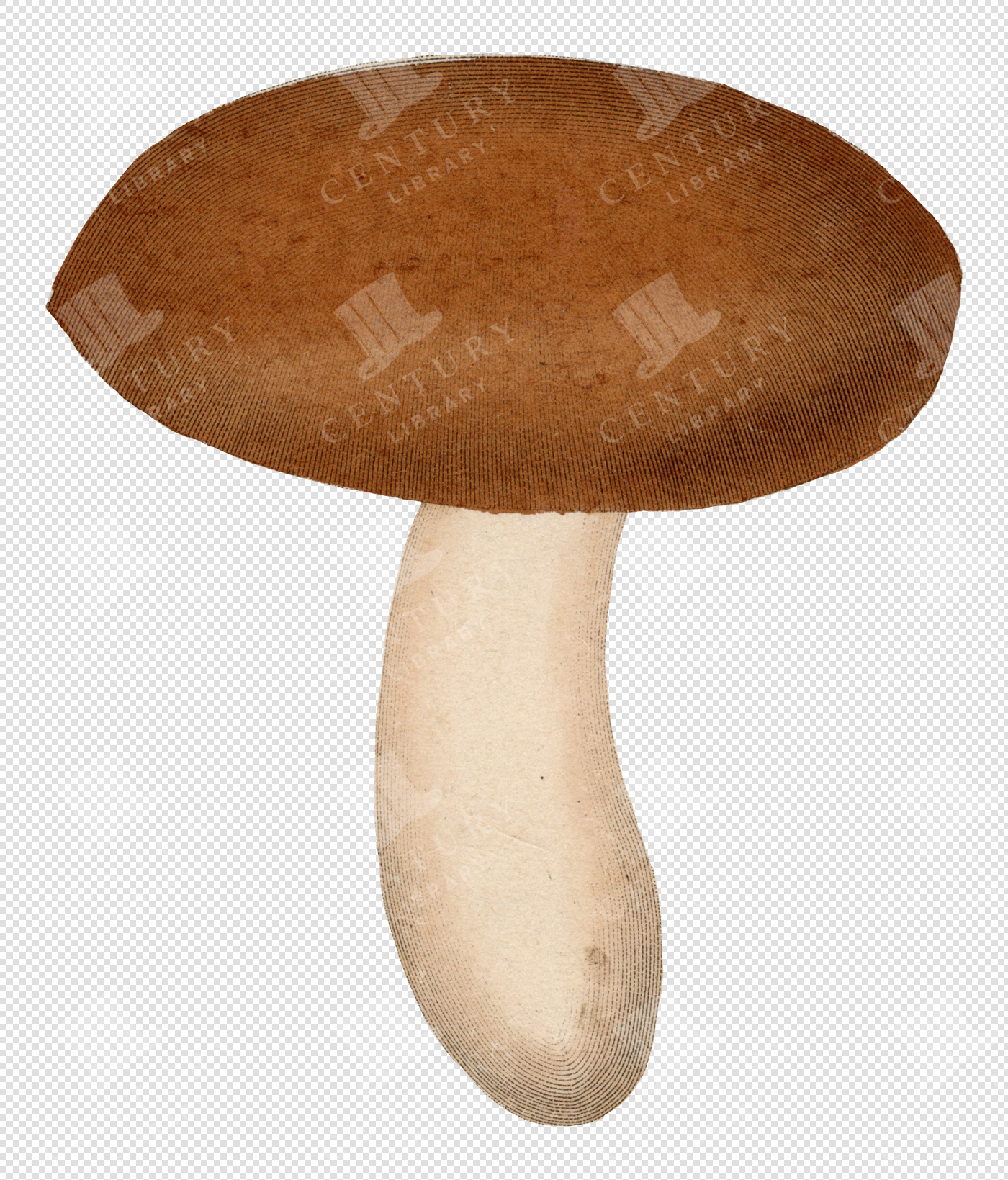 Wild Mushroom Illustration with Smooth Brown Cap – Transparent Colored PNG for Collage Projects