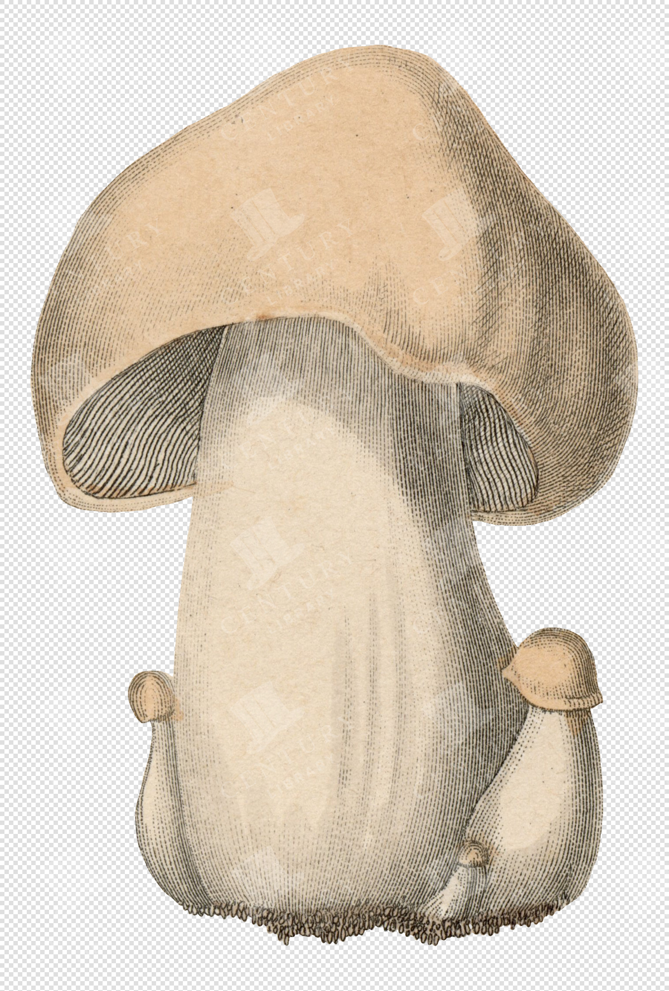 Wild Mushroom Illustration with Rounded Cap and Small Buds – Transparent Colored PNG for Collage