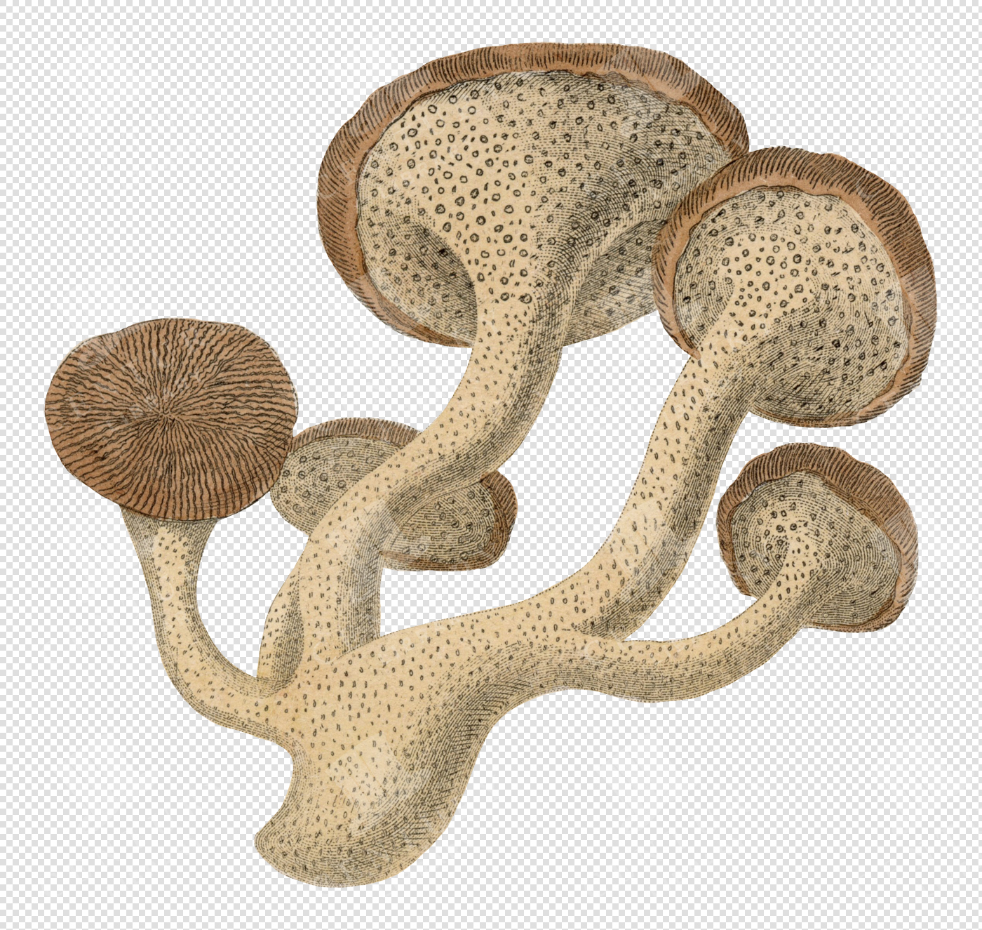 Cluster of Antique Mushroom Illustration with Transparent Background for Graphic Overlays