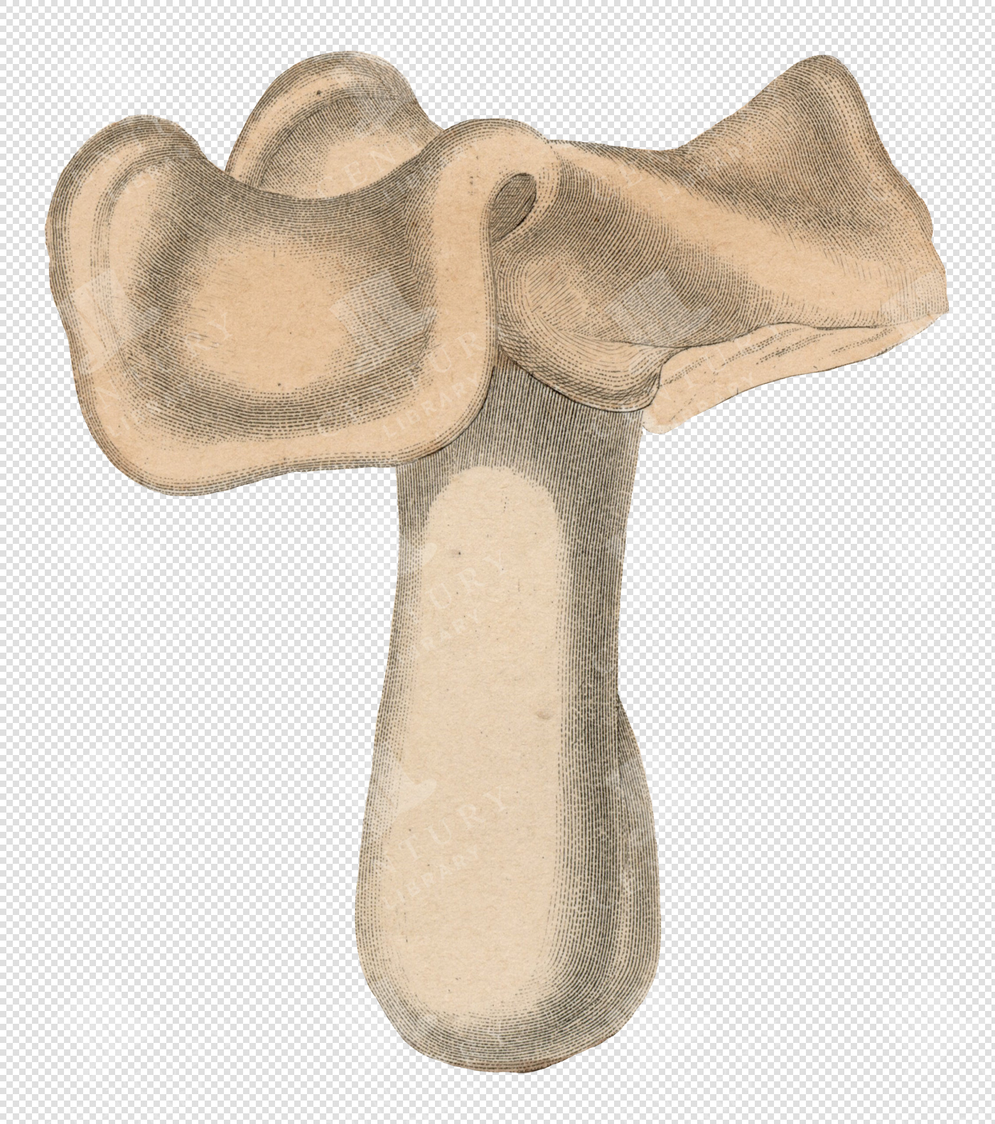 Single Antique Mushroom Illustration with Ruffled Cap and Transparent Background for Overlays