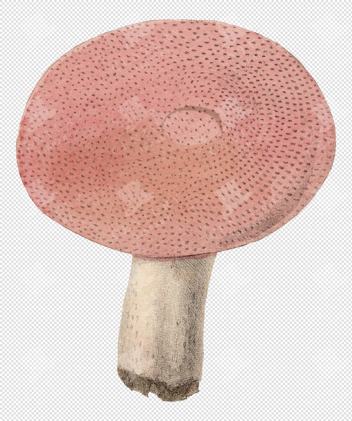 Antique Pink Mushroom Illustration with Textured Cap and Transparent Background for Overlays