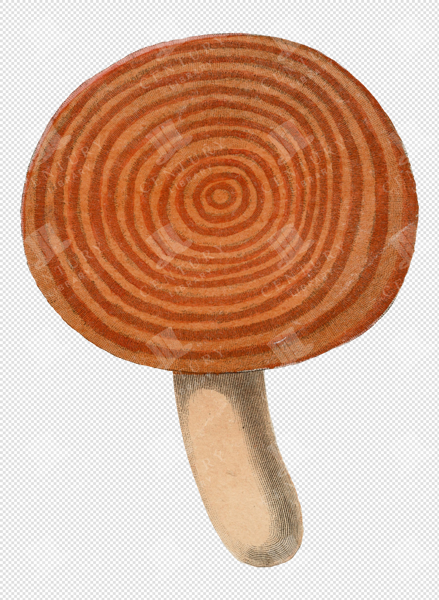 Antique Orange Mushroom Illustration with Concentric Ringed Cap and Transparent Background