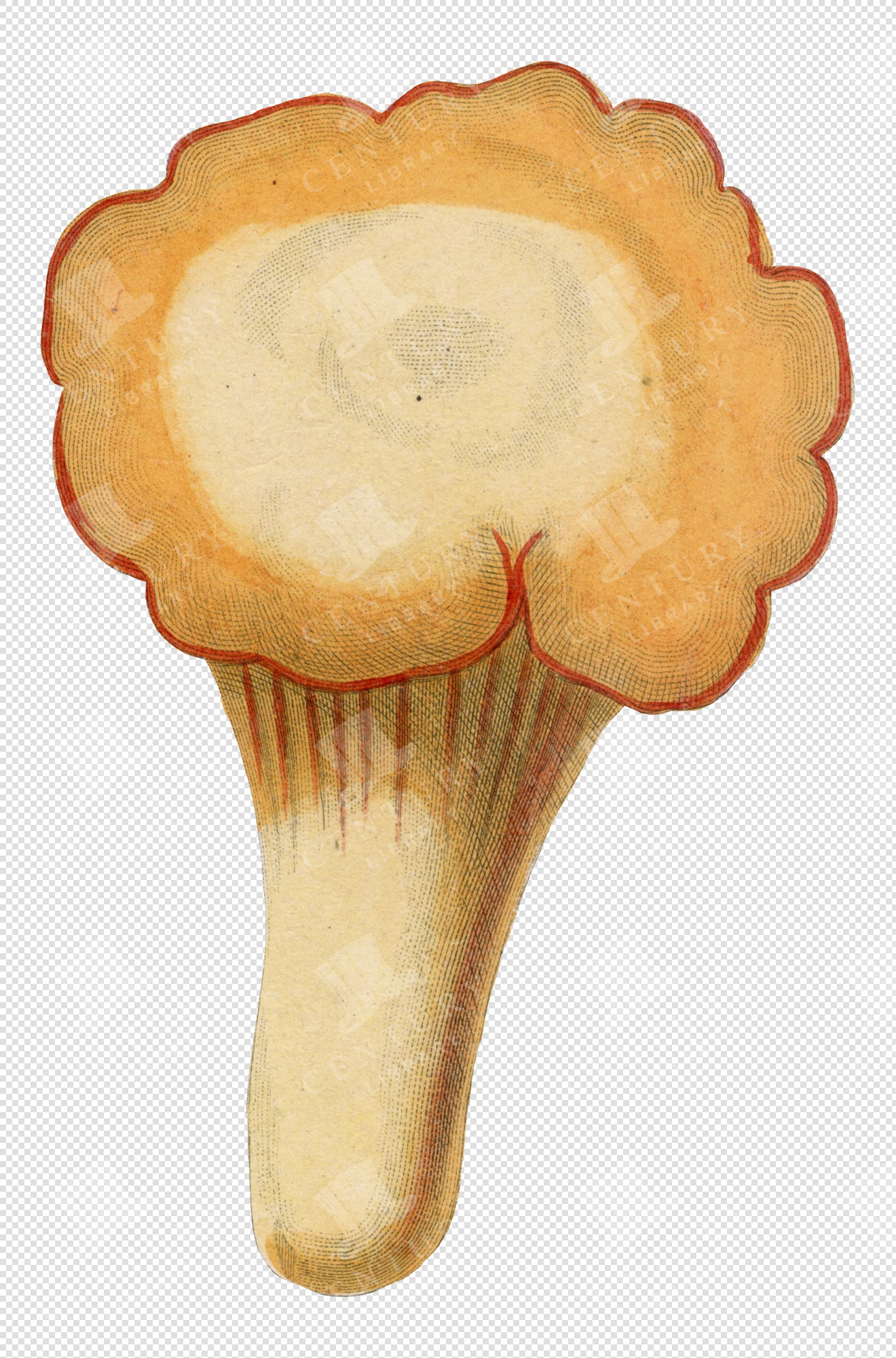 Antique Pale Orange Mushroom Illustration with Scalloped Cap and Transparent Background