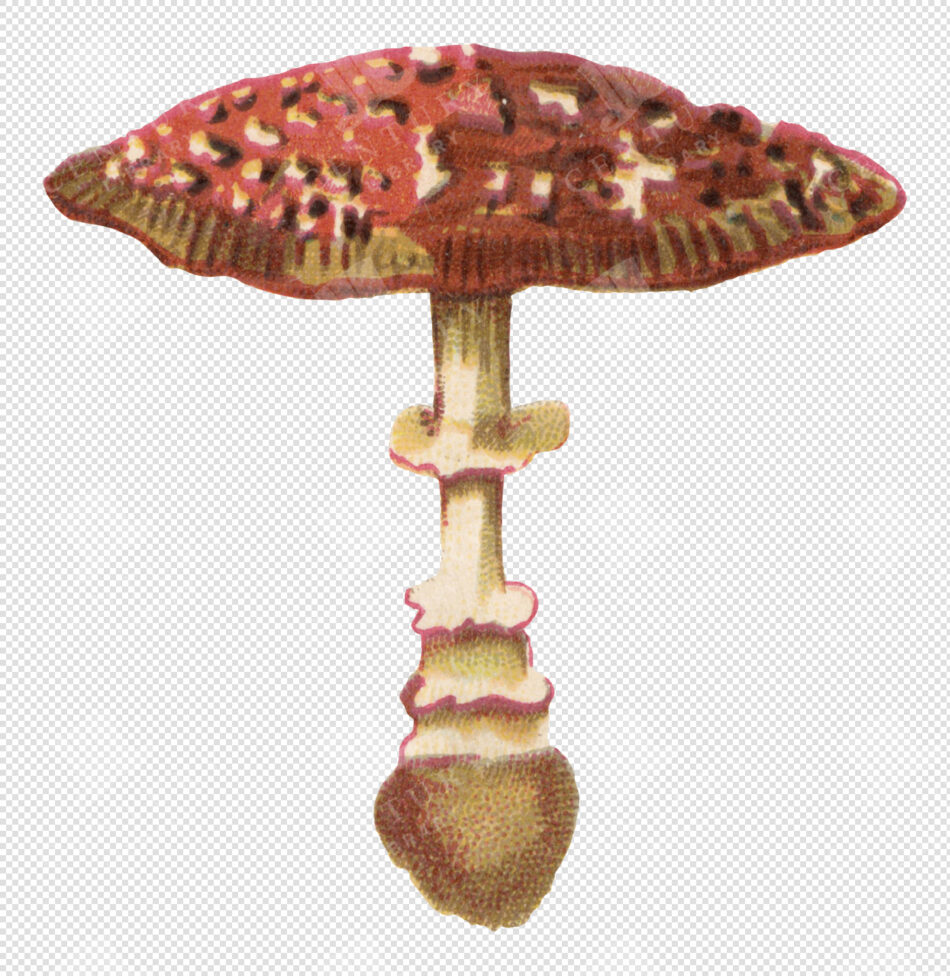 Antique Red and White Mushroom Illustration with Textured Cap and Transparent Background