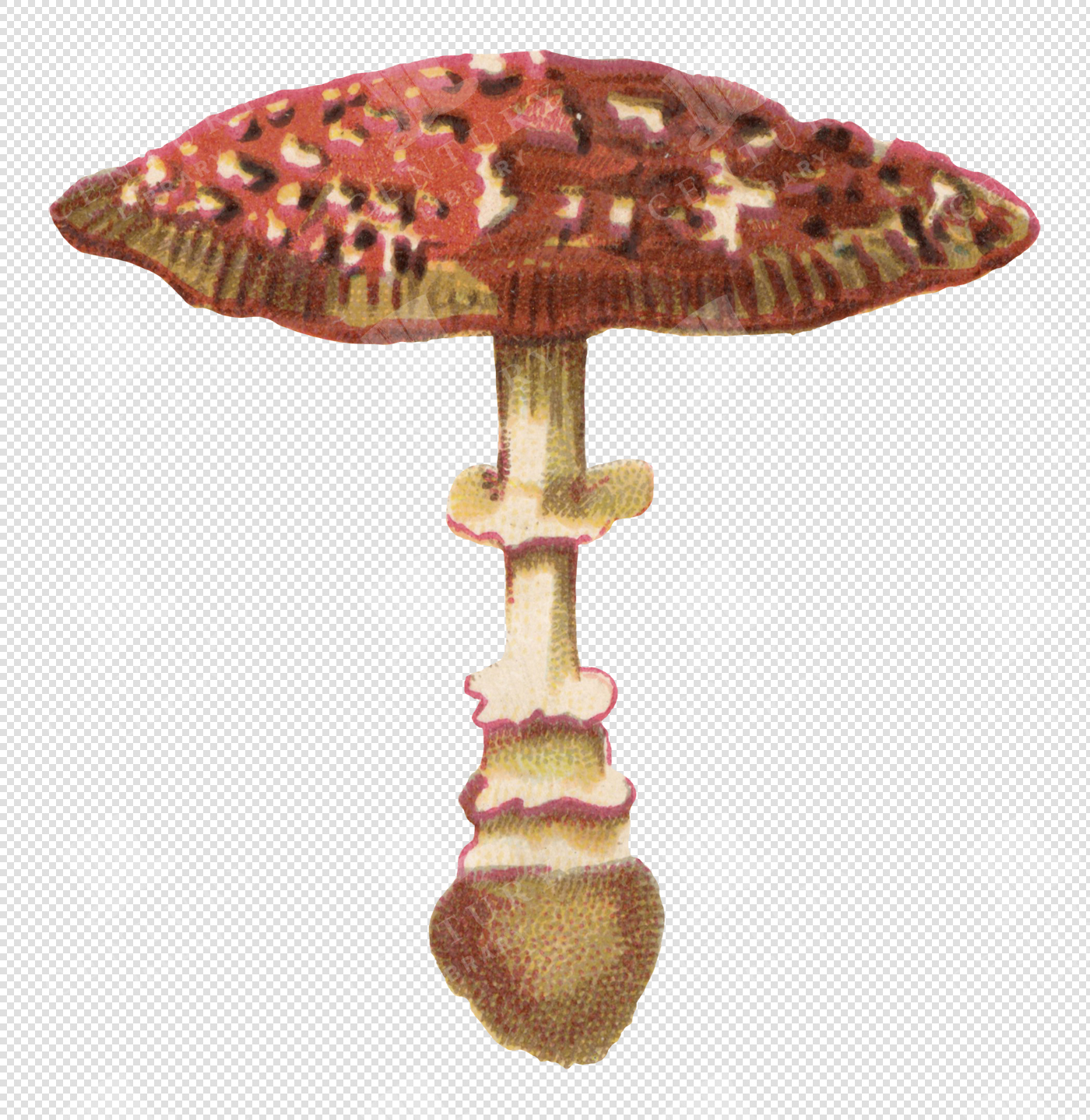 Antique Red and White Mushroom Illustration with Textured Cap and Transparent Background