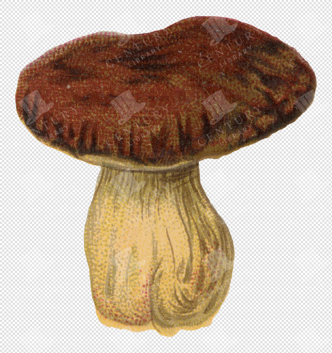 Antique Brown and Yellow Mushroom Illustration with Textured Cap and Transparent Background