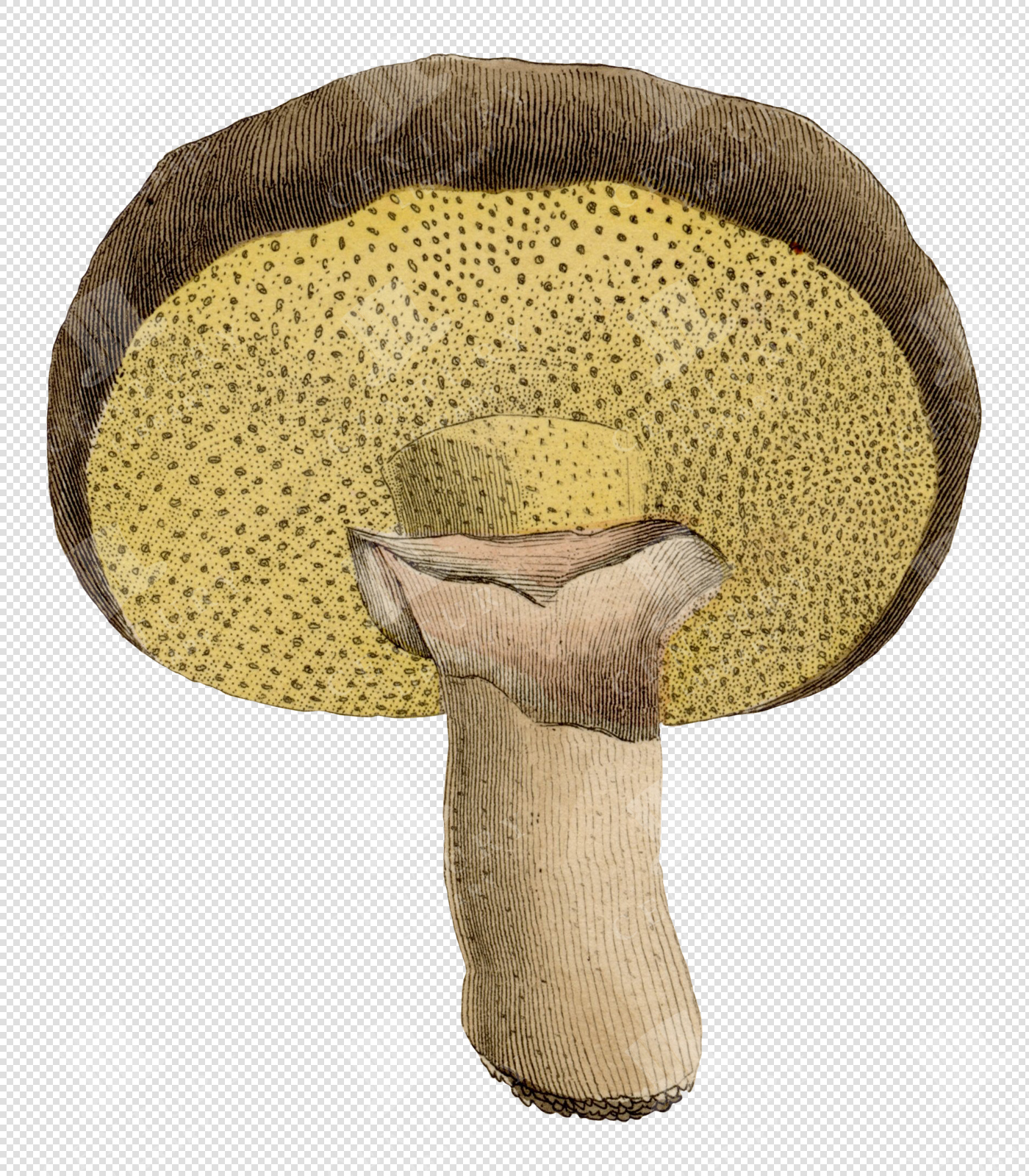Antique Yellow and Brown Mushroom Illustration with Spotted Cap and Transparent Background